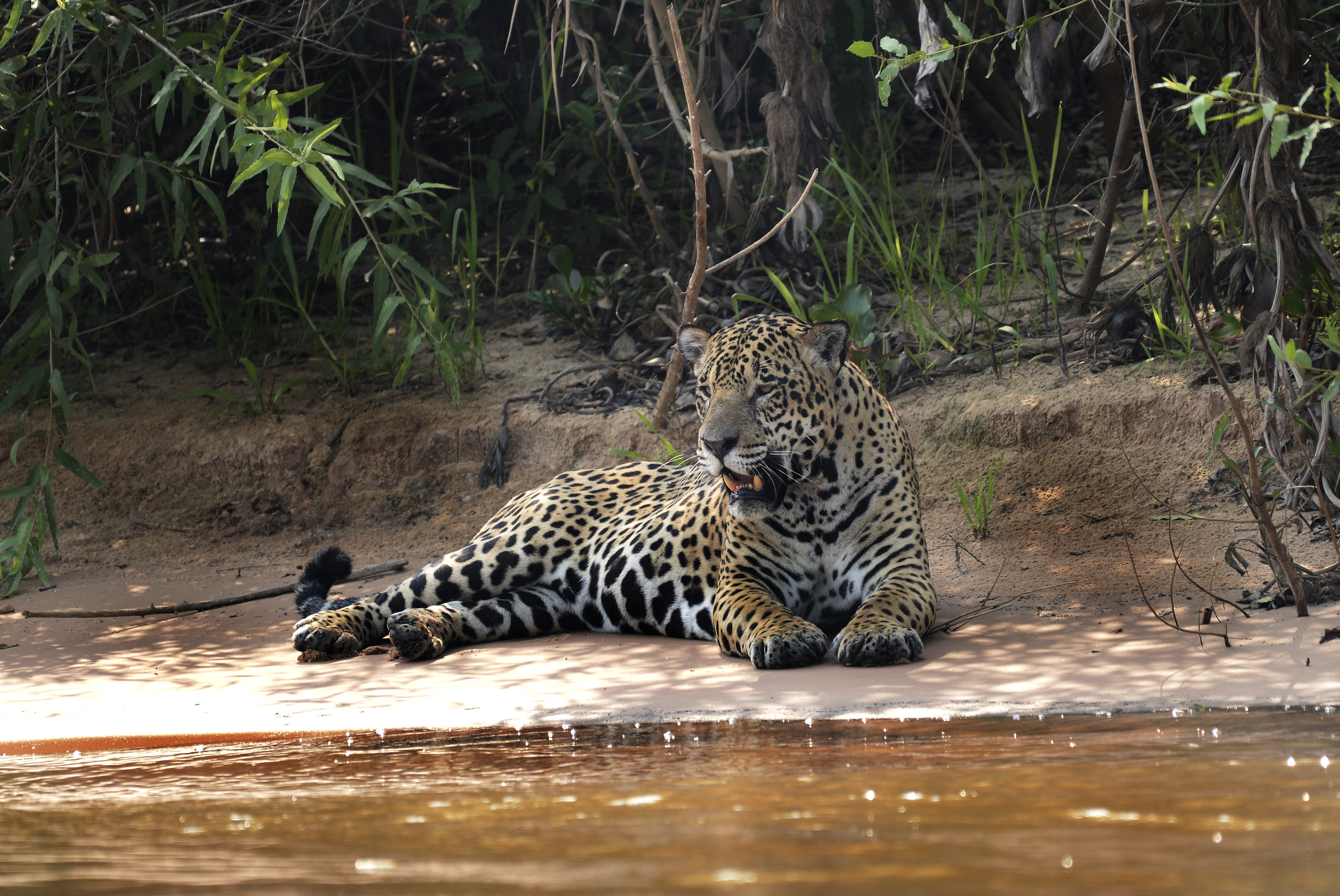 A onça-pintada (Panthera onca) se alimenta de mais de 80 animais diferentes