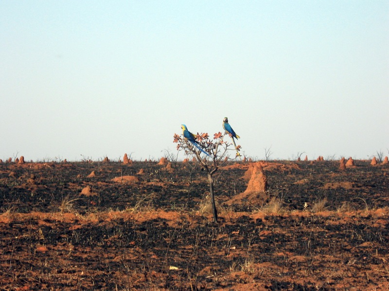 Araras-canindé (Ara ararauna) em região devastada pelo fogo no parque nacional das Emas (GO), no Cerrado.
