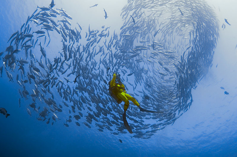 Peixes Água