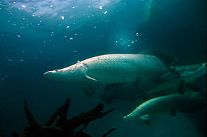 Arapaima is a large fish and may be up to 3 metres long and weigh between 100 and 200 kg.