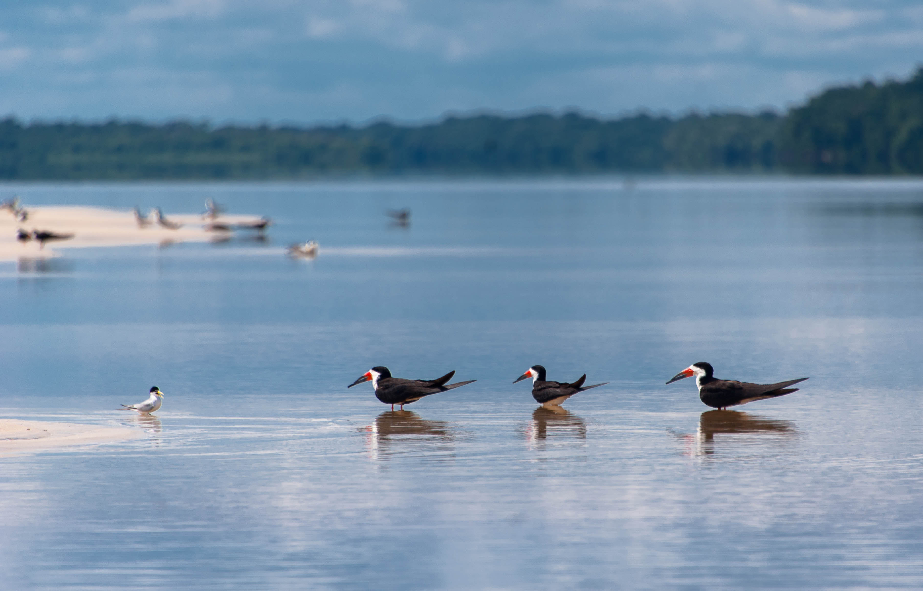 Criada em 1980, o Jaú é uma das mais antigas unidades de conservação da Amazônia