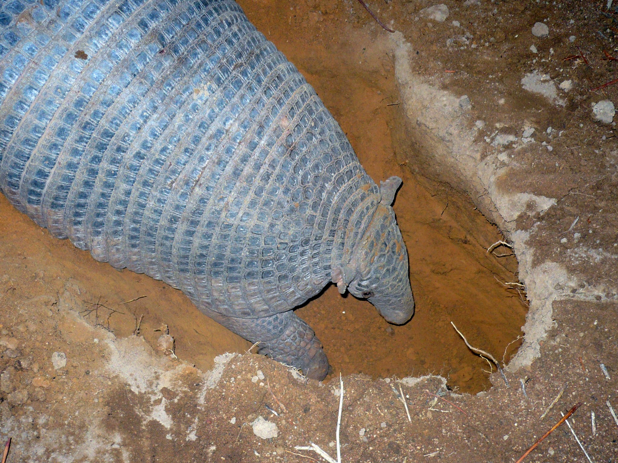 Um raro tatu-canastra (Priodontes maximus) escavando no interior da Reserva Extrativista do Lago do Cedro, em Goiás