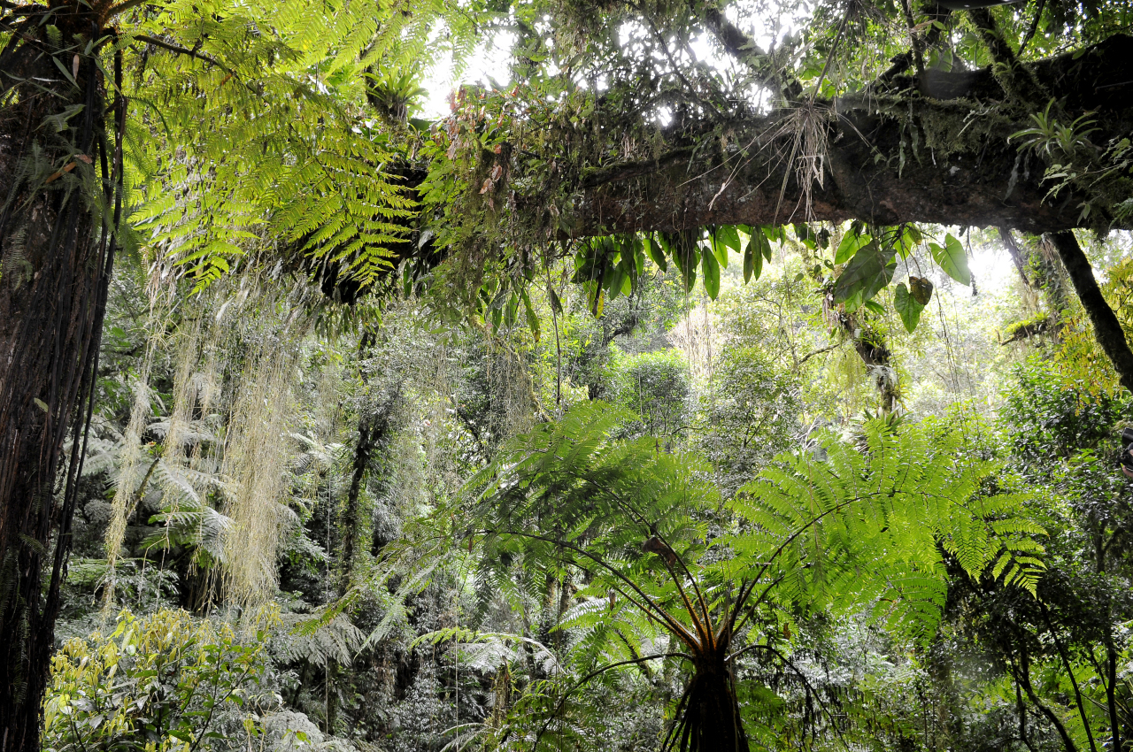 Parque Estadual Intervales, São Paulo, Brasil.
