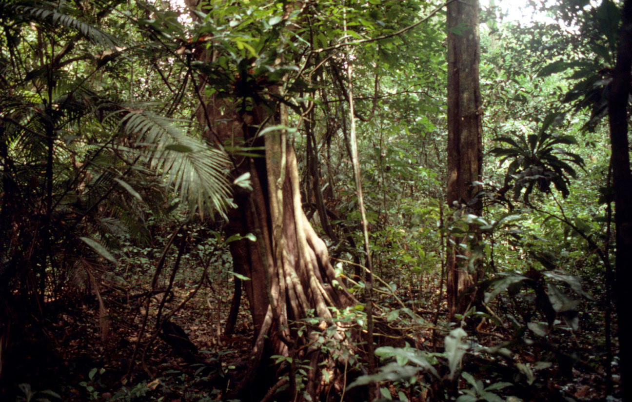Floresta amazônica, Amazônia, Brasil.
