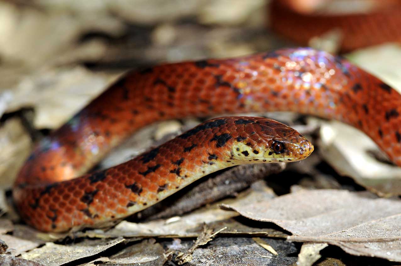 Espécie de serpente coletada no Parque Nacional da Serra do Pardo.
