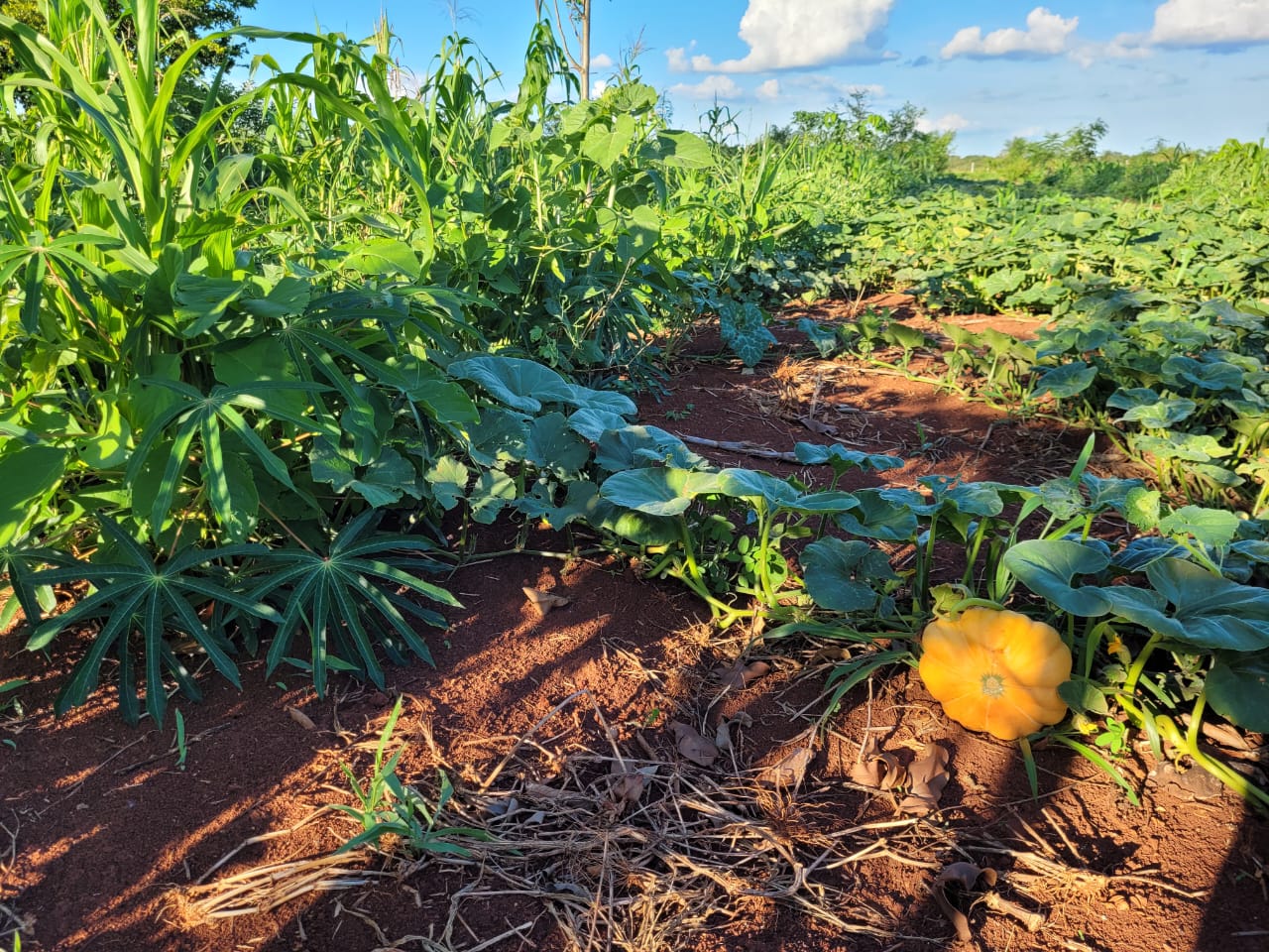 Plantação de abóboras