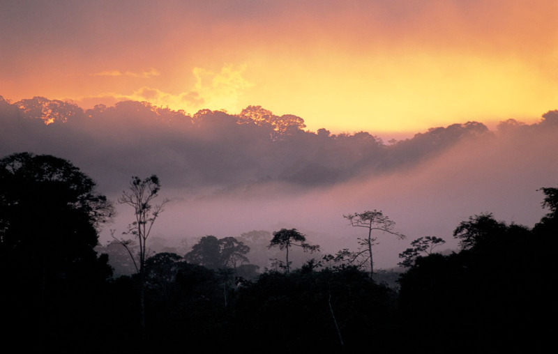 Pôr-do-sol na floresta amazônica, Guiana Francesa.