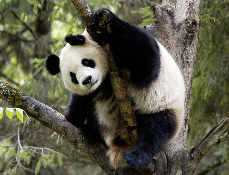 Panda gigante em árvore, na Reserva Natural de Wolong, na China.