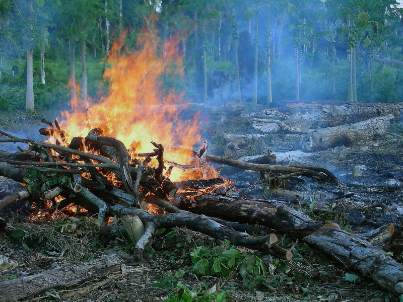 Madeira queimando durante a expedição ao Parque Nacional Juruena, Apuí, Amazonas.