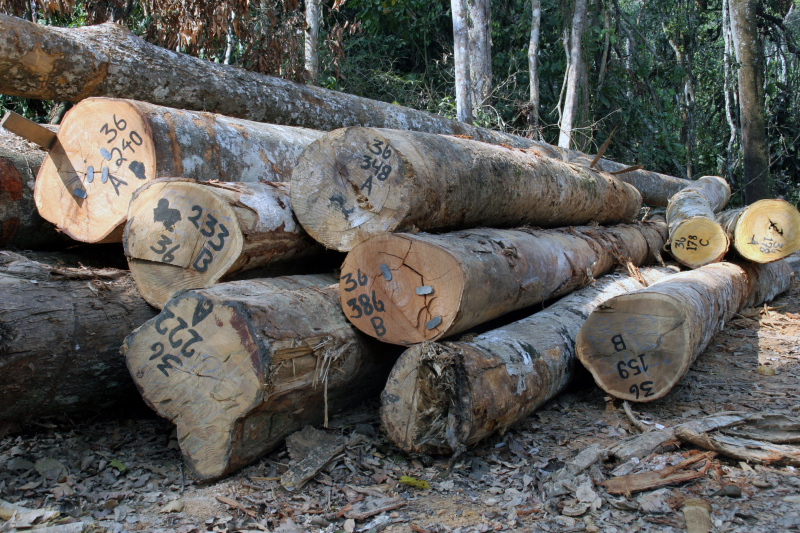Toras de madeira na fazenda São Jorge, Acre, Brasil.