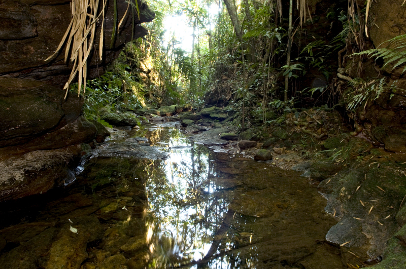 Ecological Station Juréia-Itatins, visited during a Field Trip in the Atlantic Rainforest, 8-24 August 2009, São Paulo, Brazil.