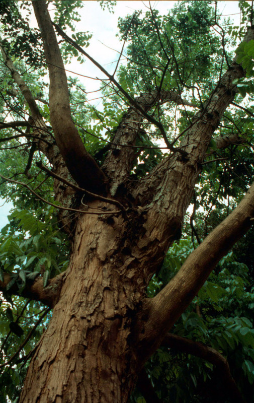 Mogno-brasileiro (Swietenia macrophylla), Amazonas, Brasil.