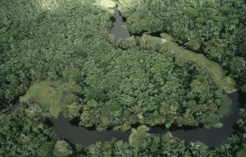 Vista aérea de floresta inundada durante a estação chuvosa entre o Rio Amazonas e o Rio Negro, no Amazonas.