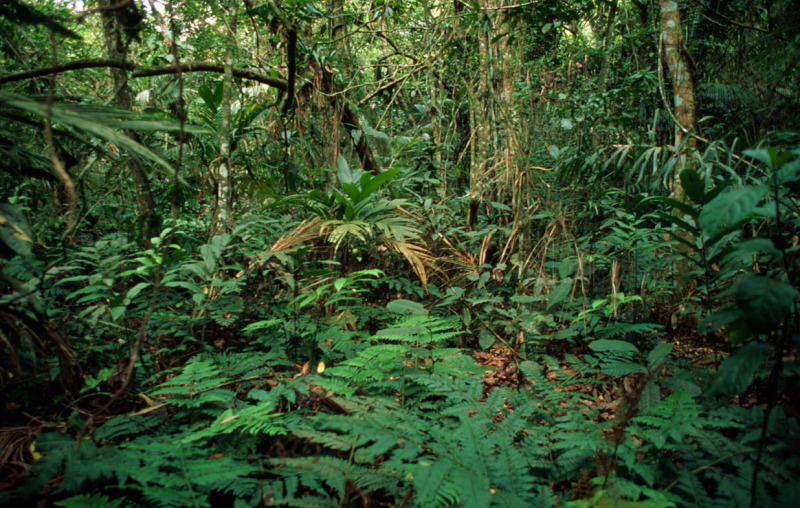 Floresta de Mata Atlântica, reserva biológica Poço das Antas, habitat do mico-leão-dourado