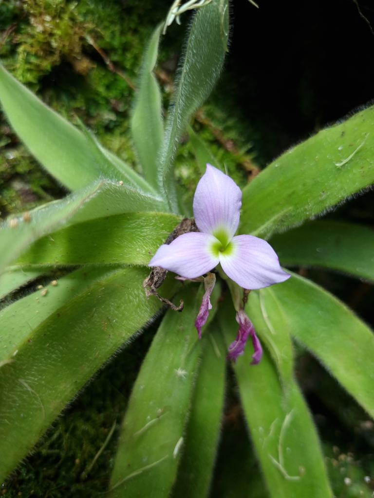A descoberta da Krenakanthus ribeiranus aconteceu no município de Alvarenga, no leste de Minas Gerais, e teve um início inesperado, quando Júlio César, morador da região, explorava uma área com muitas cachoeiras