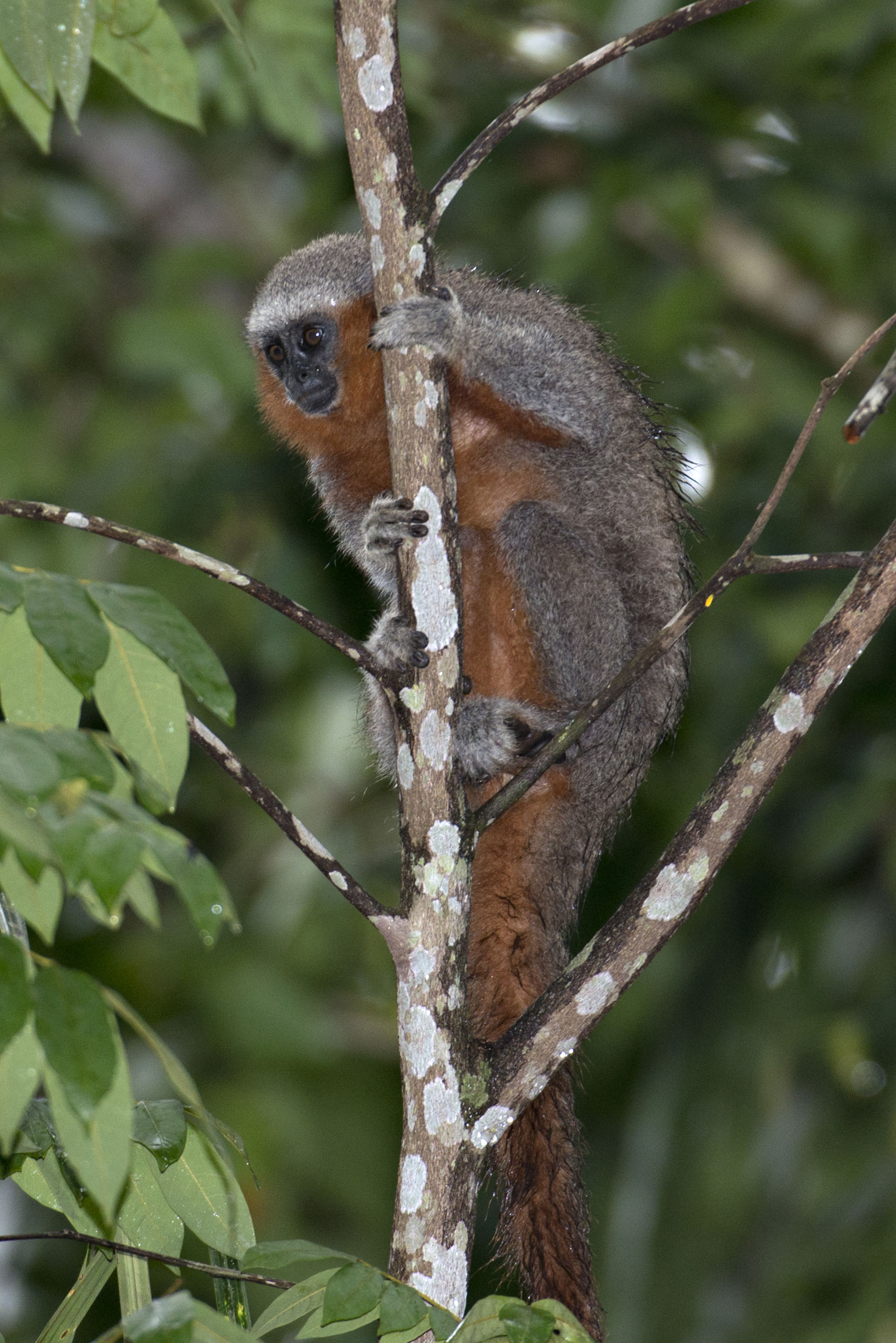 O descobrimento de uma nova espécie de primata reforça a importância de conhecer e conservar a Amazônia