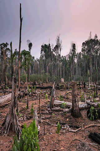  Deforestation in the Amazon Rainforest surrounding the Uru-eu-wau-wau Indigenous
Land, on september 2020, in Governador Jorge Teixeira, Rondonia state. 