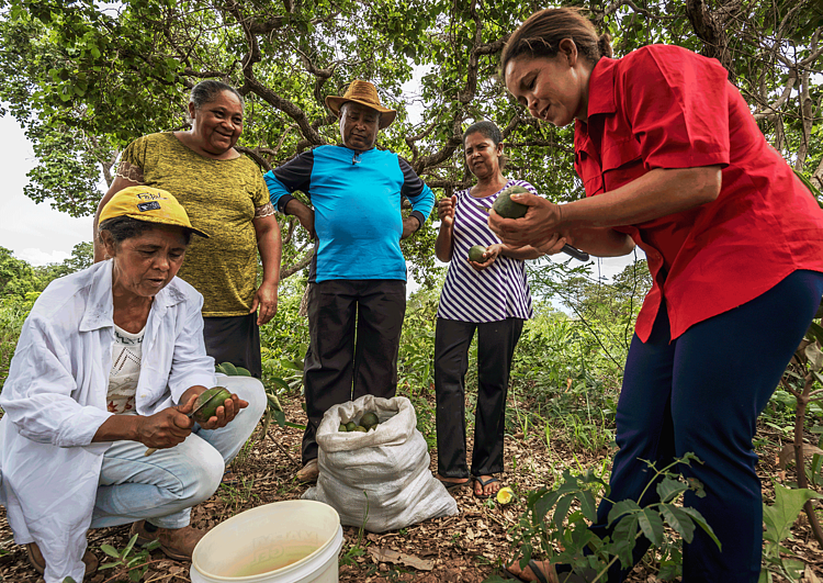  Agroextrativistas de comunidade tradicional do Cerrado 