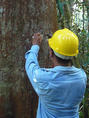 Venda do óleo de copaíba é parte de uma estratégia mais ampla, de estimular o manejo florestal, o reflorestamento, o extrativismo e os sistemas agroflorestais no Sul do Amazonas