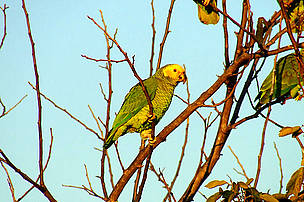  O papagaio-galego é uma espécie do Cerrado.