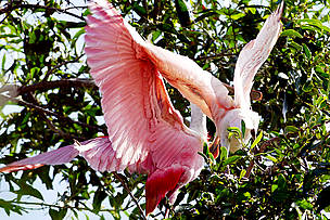Flamingos fazem parte da enorme biodiversidade do parque 
© Alex SILVEIRA
