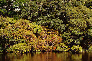 Área protegida no Amazonas. 