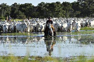 Livestock in Pantanal