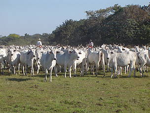 Nas fazendas de pecuária orgânica certificada é proibido o uso de fogo para manejar as pastagens e ... 
© WWF-Brasil / Ivens Domingos