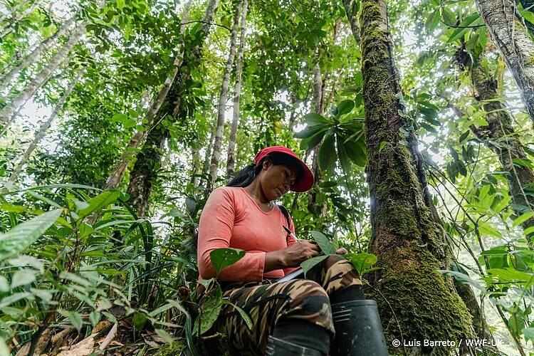 WWF lança plataforma para engajar empresas e investidores para cumprir as ambições de sustentabilidade
