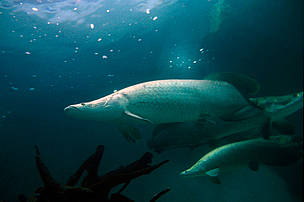 O manejo do pirarucu - considerado o maior peixe de água doce do planeta - traz benefícios aos ... 
© WWF/Michel Roggo