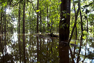 O impacto desastroso da redução das chuvas vai afetar enormemente os organismos aquáticos. 
© WWF-Brasil / Adriano Gambarini