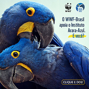 O WWF-Brasil apoia o Instituto Arara-Azul. E você? Clique e doe!