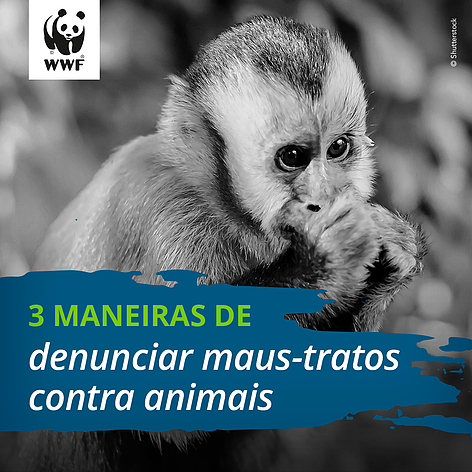  Segundo a lei brasileira, praticar ato de abuso, maus-tratos, ferir ou mutilar animais é crime passível de penas que variam de multa até detenção 