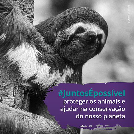  O WWF-Brasil é uma organização dedicada à conservação da vida e repudia veementemente todo e qualquer tipo de maus-tratos aos animais e ao meio ambiente de maneira geral 