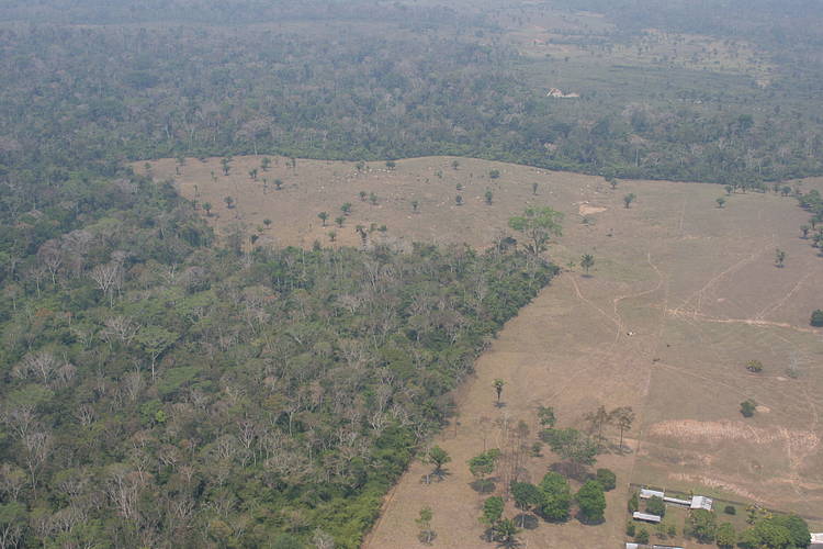  A pecuária está entre os principais causadores do desmatamento na Amazônia. 