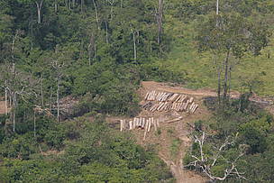 Retirada de madeira na Amazônia (Estado do Acre).