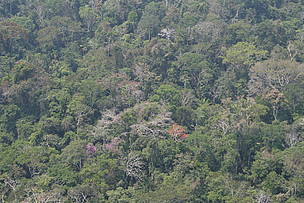 Detalhe de floresta em pé no Estado do Acre.