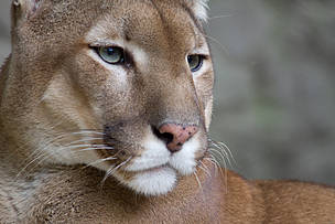 A onça parda ( (Puma concolor) consegue saltar de alturas de até 15 metros