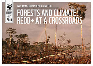 Ações imediatas são necessárias para preservar as florestas do planeta