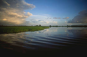 Detalhe de lago na região de Santarém (Pará), onde o Projeto Várzea é desenvolvido há cerca de 14 ... 
© WWF/Edward Parker