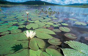 Planta aquática na Reserva Natural de Kaw-Roura, Guiana Francesa.