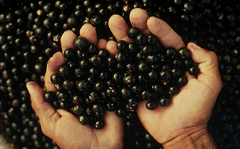 Fruta do açaí à venda em mercado em Belém, Pará. rel=