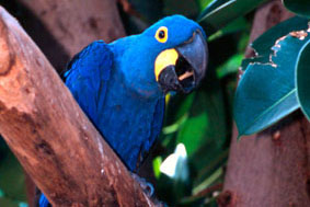 A arara-azul é uma espécie ameaçada de extinção. 
© Roger LeGUEN / WWF