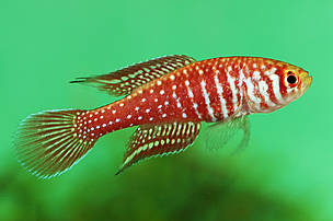O macho do pirá-Brasília (Simpsonichthys boitonei), pequeno peixe vermelho com bolinhas prateadas. 
© Pedro de Podestà