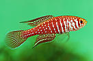 O macho do pirá-Brasília (Simpsonichthys boitonei), pequeno peixe vermelho com bolinhas prateadas.