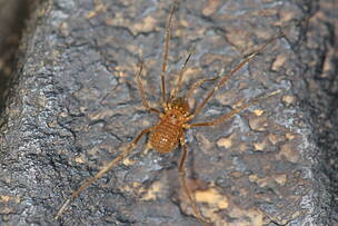 Aranha-bode (Spinopilar moria) espécie-alvo do PAT Espinhaço Mineiro.