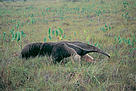 O tamanduá-bandeira é facilmente reconhecido por sua pelagem característica.
