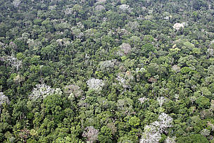 Governo do Amazonas avalia políticas de conservação ambiental no estado