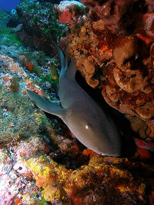 Tubarão lixa ou Lambaru (Ginglymostoma Cirratum)