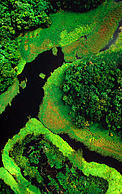 Floresta alagada durante a estação chuvosa. Rio Negro, Amazonas